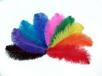 Ostrich Feathers