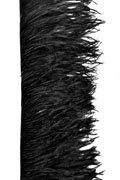 Ostrich Fringe 15-17cm