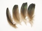 Duck Feathers