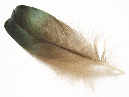 Entenschulterfedern, grün schillernd, ca. 10cm, 20g