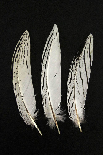 Silberfasan, Schwanzfedern 15-20cm