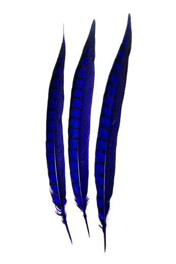 Lady-Amherst Fasan 1. Wahl 30-35cm blau 10er PACK