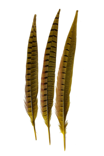 Wildfasanfedern 1.Wahl 30-35cm gelb 10er PACK