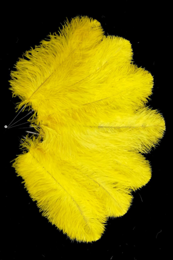 Straußenfächer Blondines Gelb