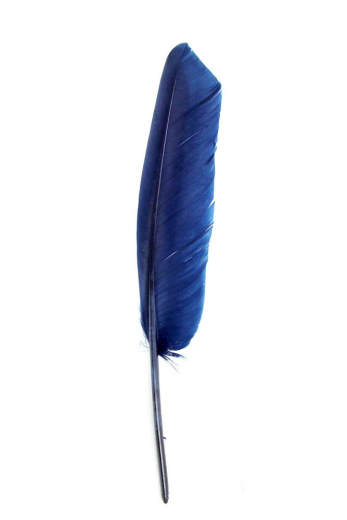 Gänsefeder 22-27cm, dunkelblau, rechts, 10er Pack