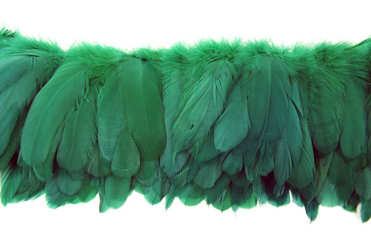 Hahnenschlappen 10-15cm grün