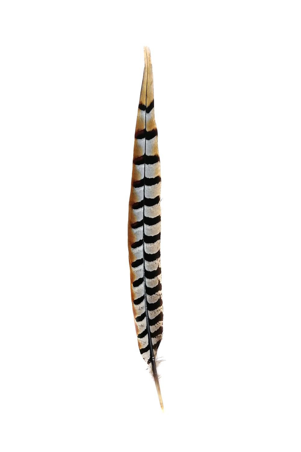 Königsfasan federn 110 - 135 cm 