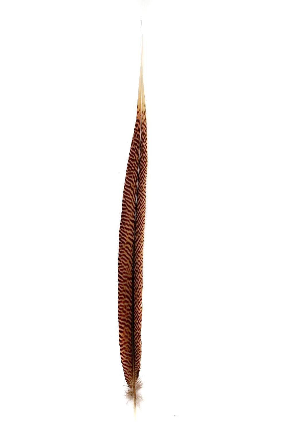 Golden Pheasant 1st Q. 40-45cm