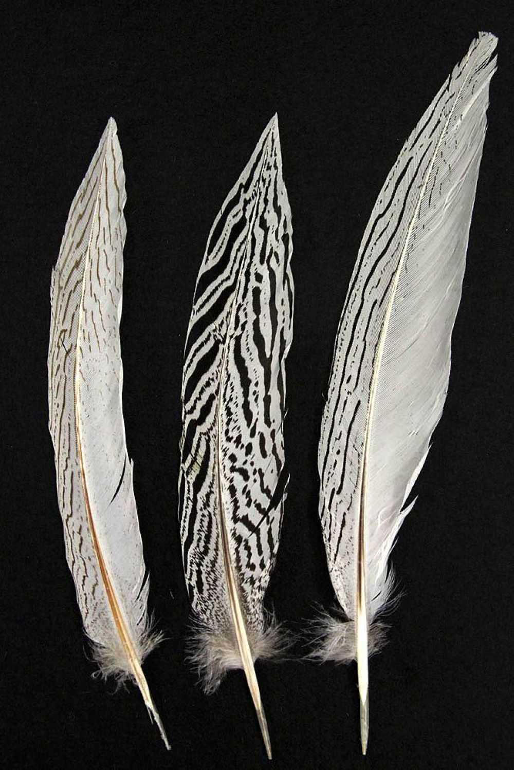 Silberfasan, Schwanzfedern 25-30cm