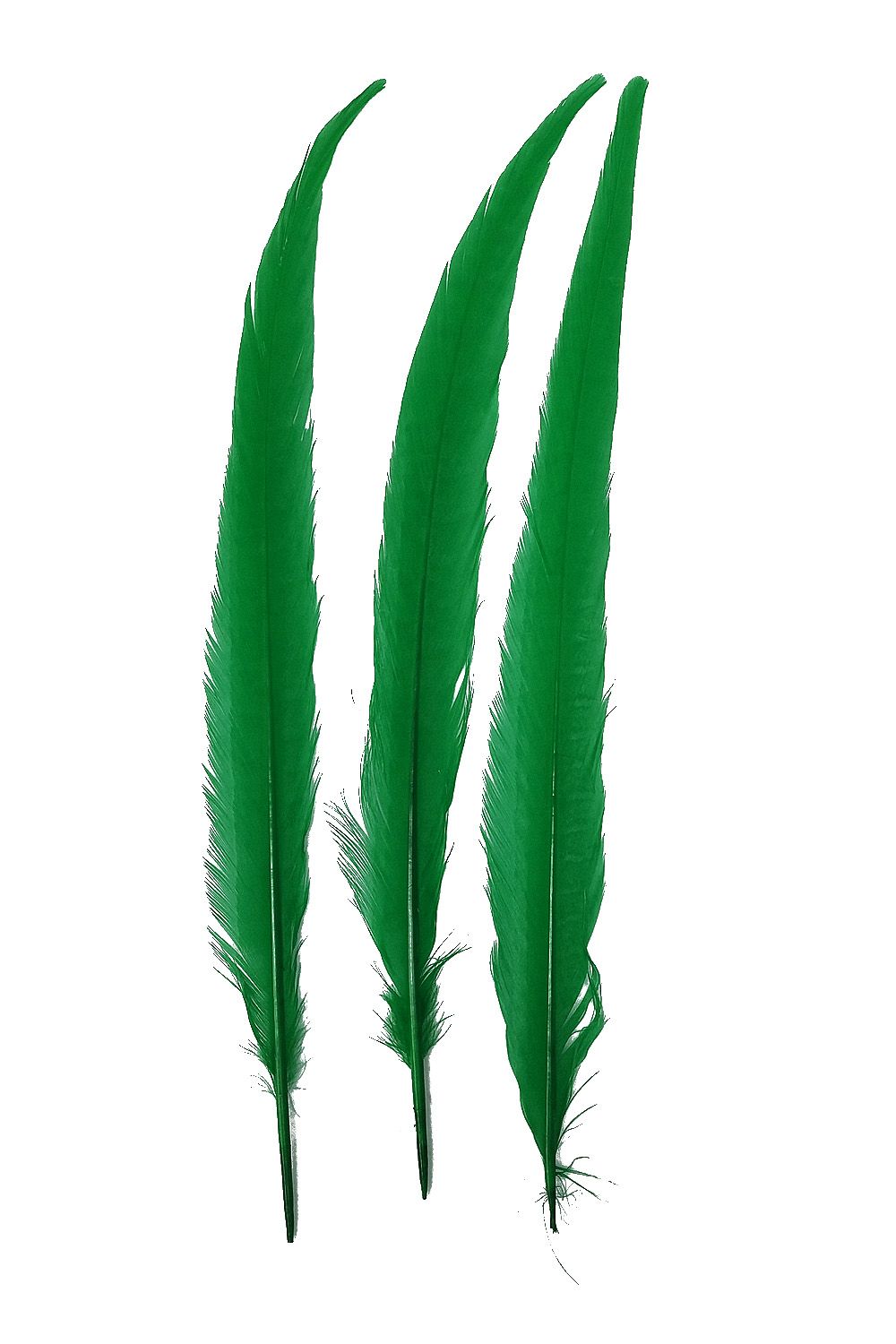Wildfasanfedern 1.Wahl 30-35cm grün 10er PACK
