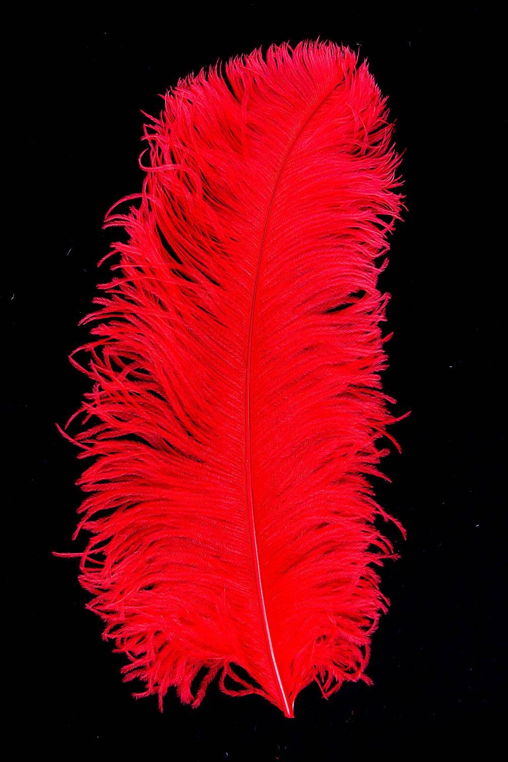 Ostrich Wing carneval Q. 50/60cm red