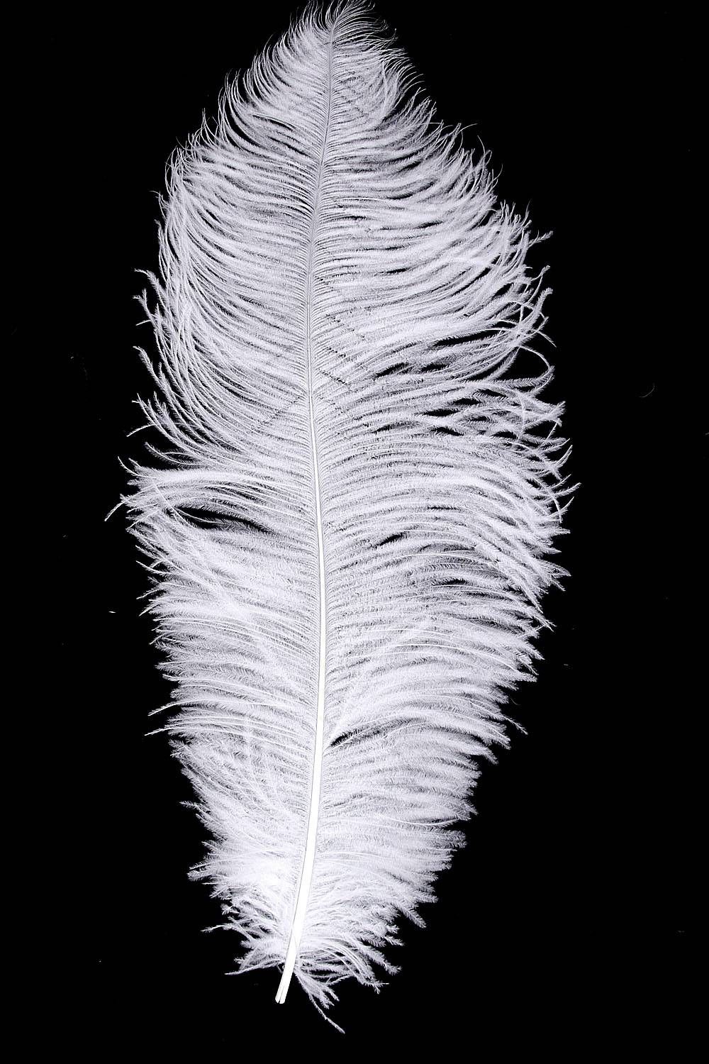 Ostrich Wing carneval Q. 60/70cm white