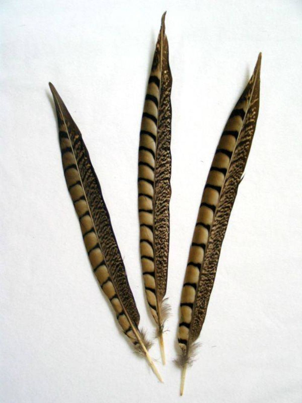 Lady-Amherst Pheasant 1st Q. 35-40cm