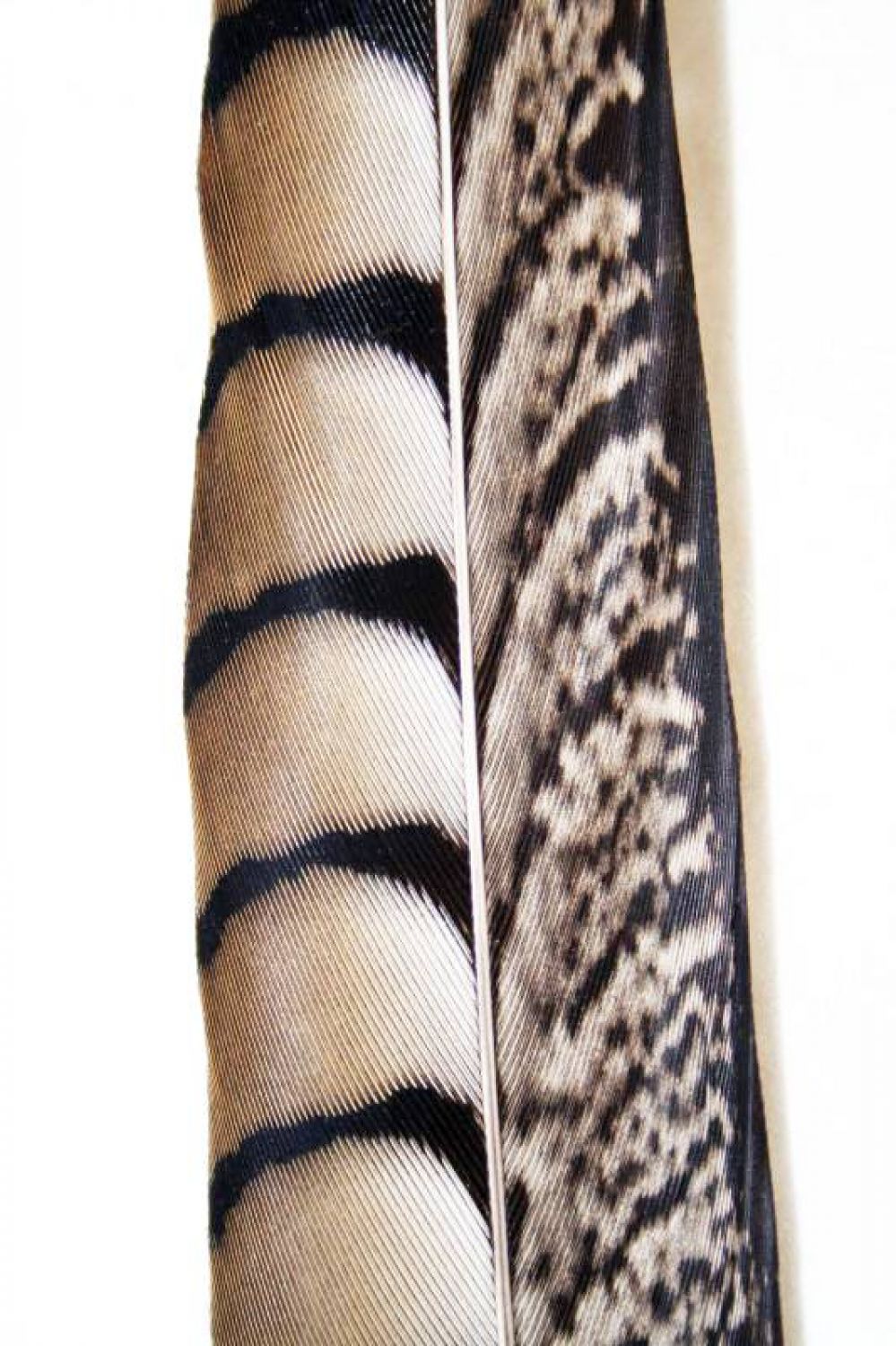 Lady-Amherst Pheasant 1st Q. 40-45cm