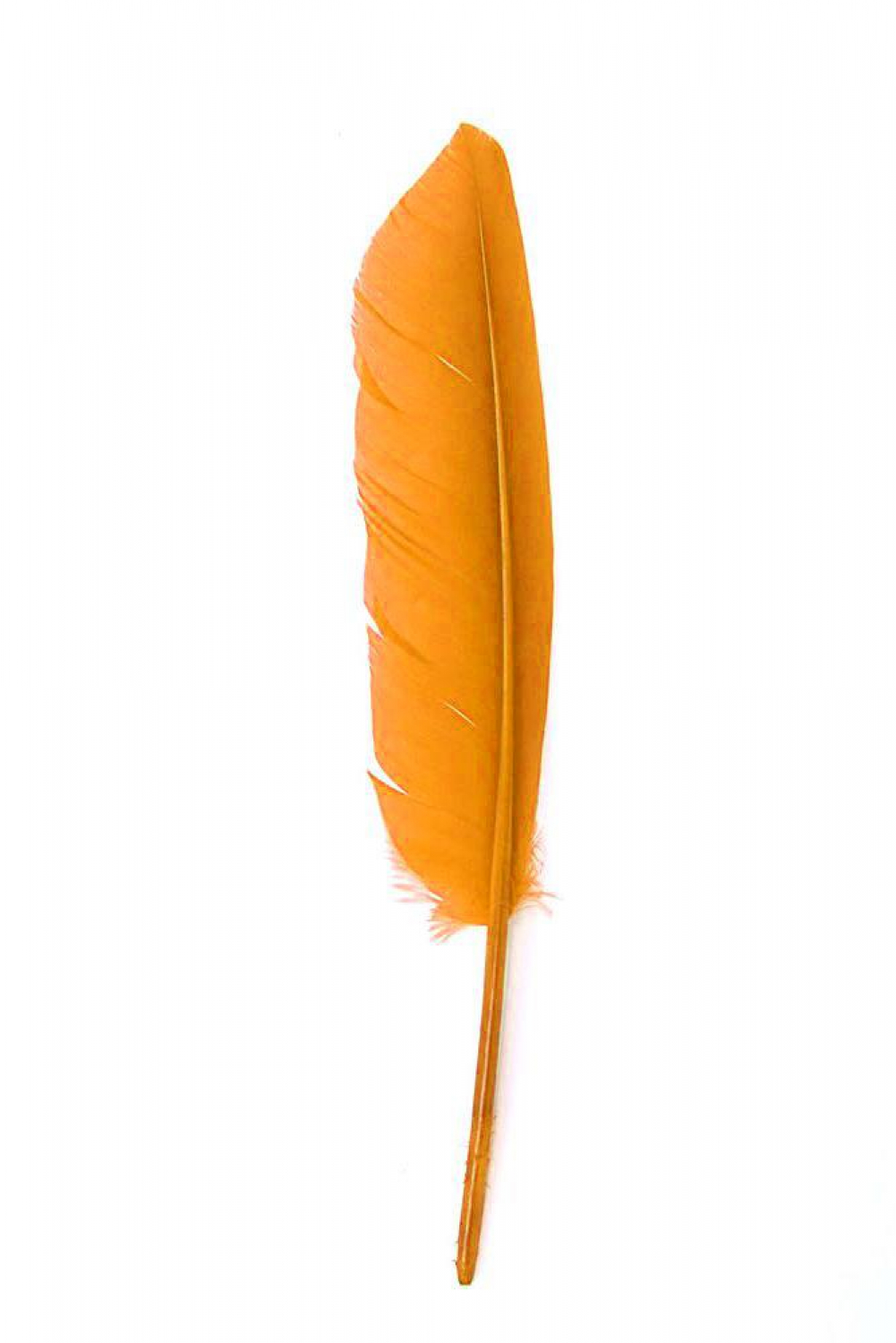 Gänsefeder 22-27cm, orange, links, 10er Pack