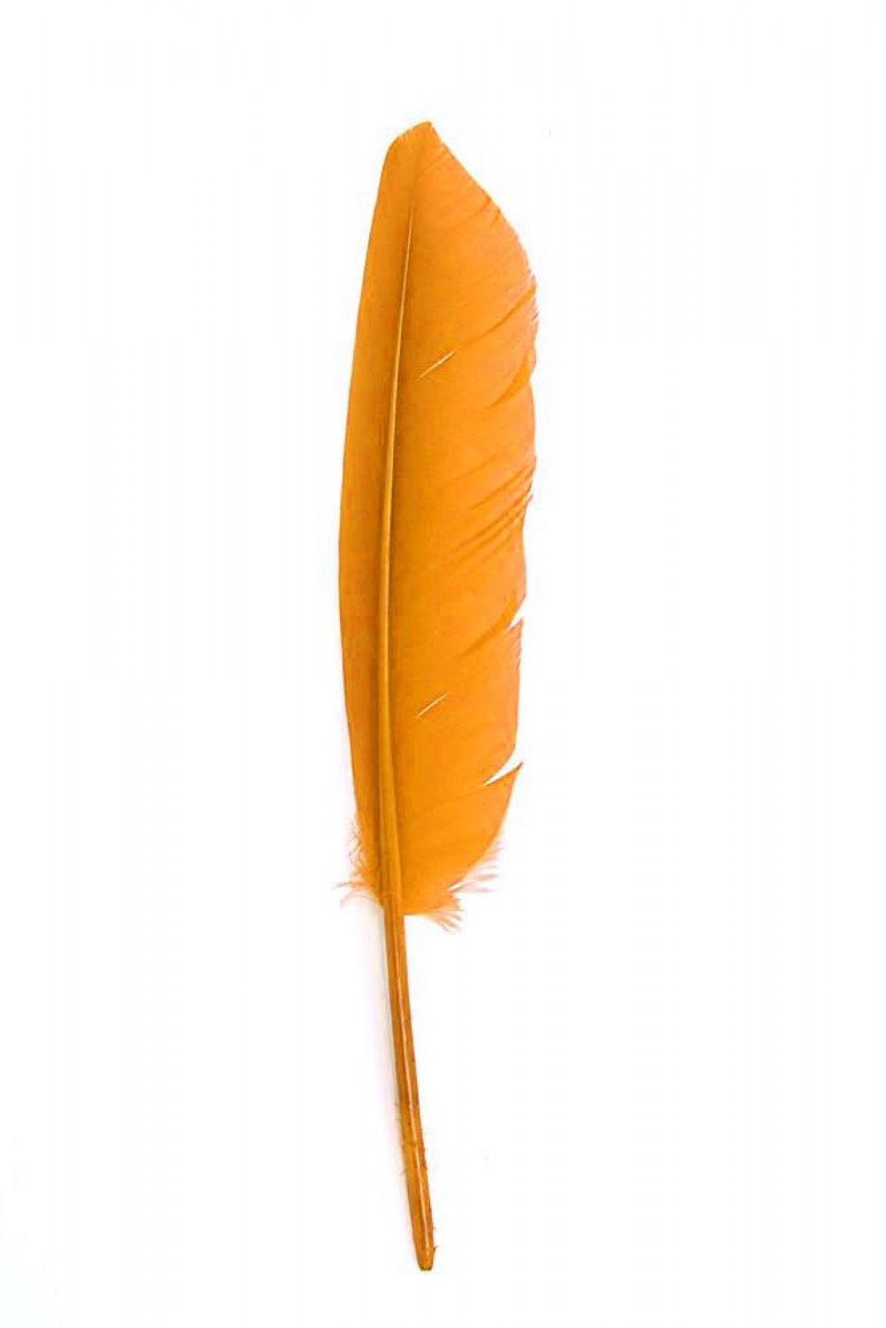 Gänsefeder 22-27cm, orange, rechts, 10er Pack