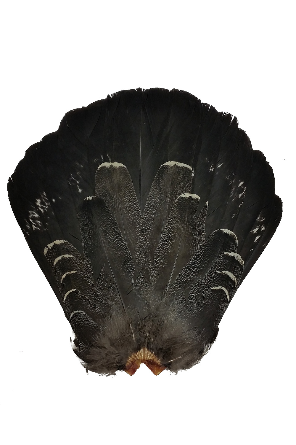 Mountain Cock Male Tail natural