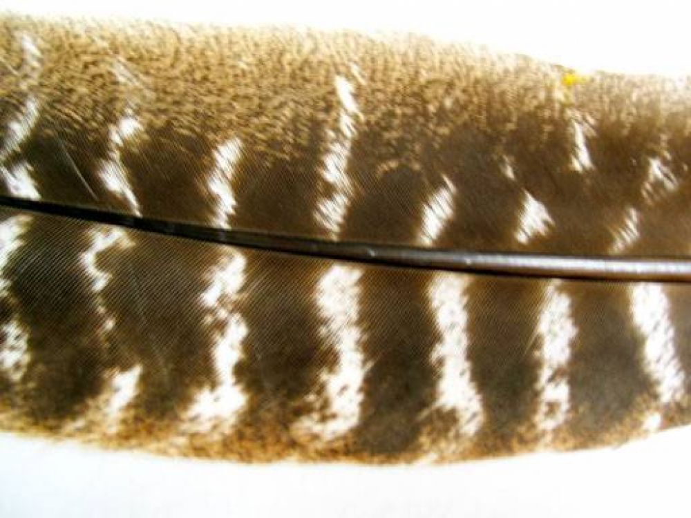 Brown Turkey Quills Striped, Original