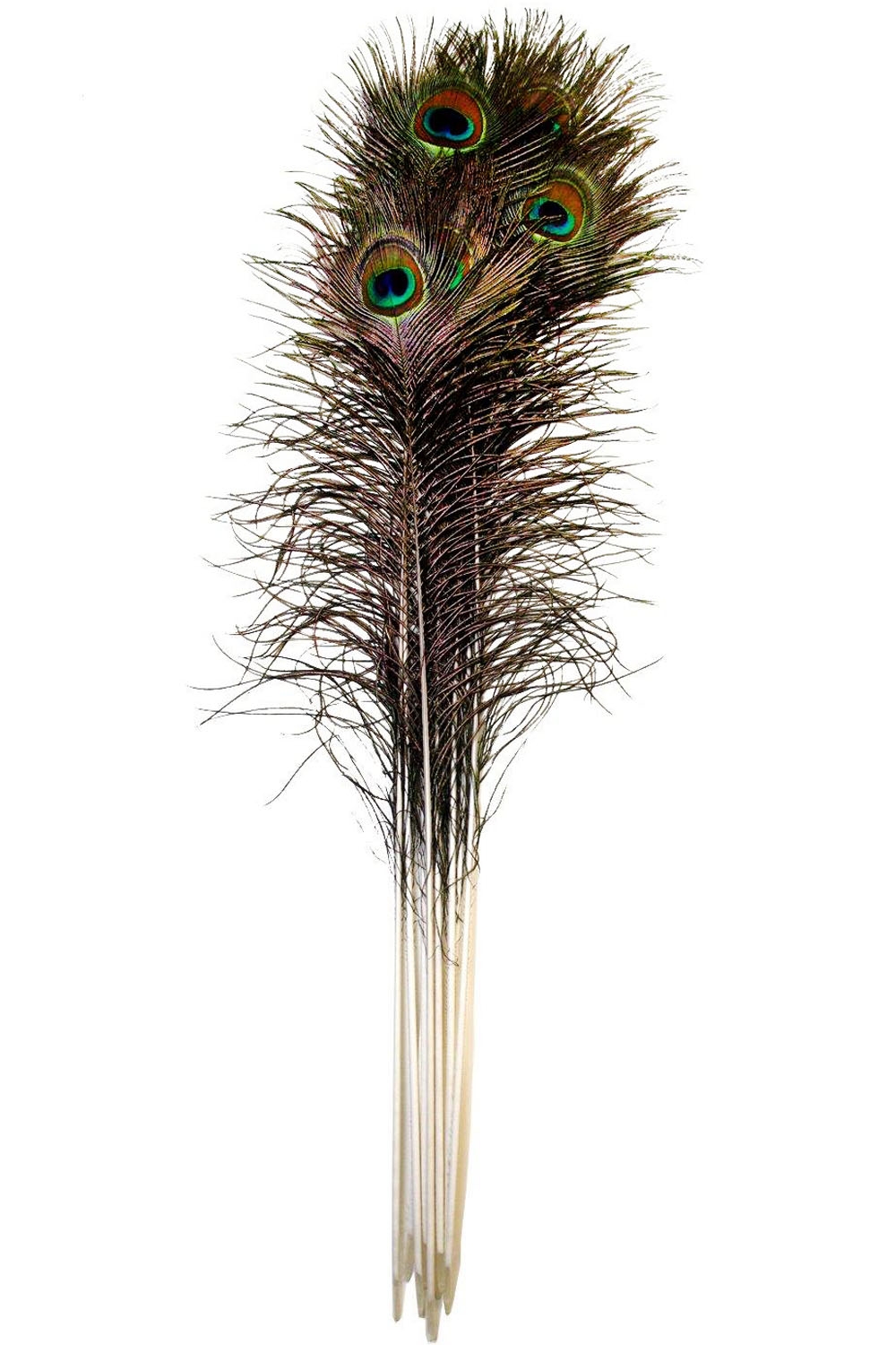 Peacock Feather 90-100cm, PACK of 10