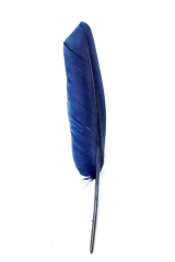 Gänsefeder 22-27cm, dunkelblau, links, 10er Pack