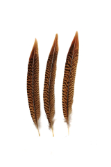 Golden Pheasant 1st Q. 20-25cm, PACK of 10