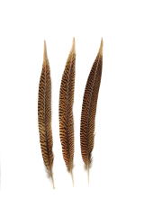 Golden Pheasant 1st Q. 25-30cm, PACK of 10