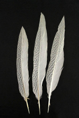 Silberfasan, Schwanzfedern 30-35cm