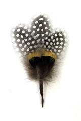 Hutfeder Perlhuhn LadyAmherst