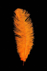 Blondine 2.Wahl orange
