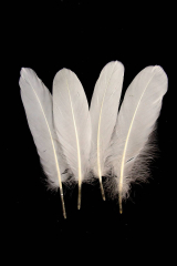 Goose Nageoires ca. 20cm natural 10g Pack
