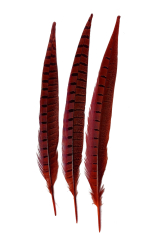 Wildfasanfedern 1.Wahl 30-35cm rot 10er PACK