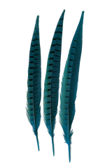Wildfasanfedern 1.Wahl 30-35cm türkis 10er PACK