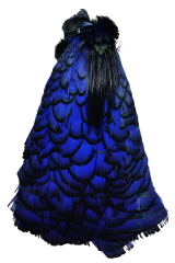 Lady-Amherstfasan Tolle blau