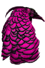 Lady-Amherstfasan Tolle pink