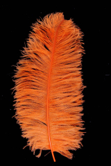 Straußenfeder Karneval 40/50cm orange