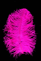Straußenfeder Karneval 40/50cm hothotpink