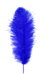 Straußenfeder Karneval 50/60cm blau