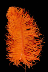 Straußenfeder Mittel 40/50cm orange