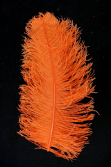 Straußenfeder Mittel 50/60cm orange
