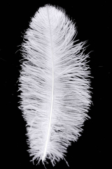 Straußenfeder Mittel 60/70cm weiß