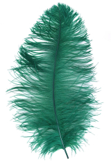 Straußenfeder Mittel 60/70cm grün