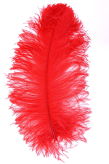 Ostrich Wing selected Q. 50/60cm red