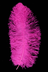 Straußenfeder Ausgesucht 60/70cm hotpink