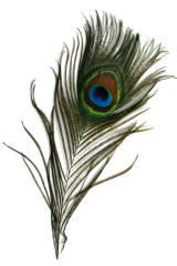 Pfauenauge 25-30cm, natur, 100er Pack