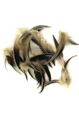 Wildentenfeder 