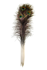 Pfauenfeder 75-90cm, natur, 100er Pack