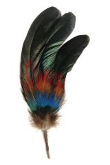 Hutfeder 56 Hahn Goldfasan Pfau