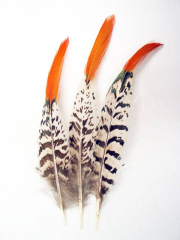 Lady-Amherst Sprössl 20-25cm, 10er PACK