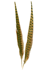 Wildfasanfedern 1.Wahl, 60-65cm