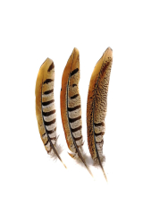 Königsfasanfedern 1. Wahl, 15-20cm, 10er PACK